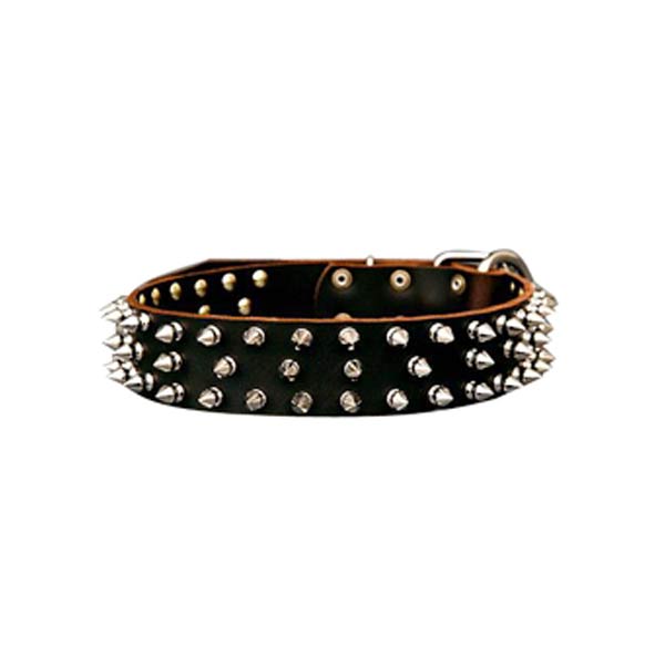 Dog Collars