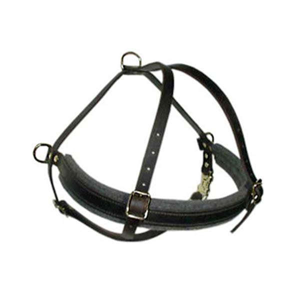 Dog Collars
