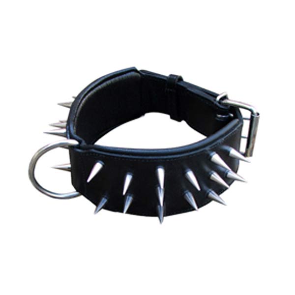 Dog Collars