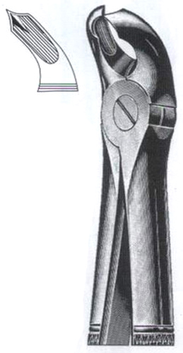 Lower Molars