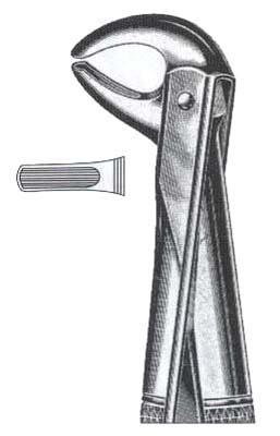 Lower Premolars & Caninnes
