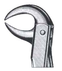 Lower Molars