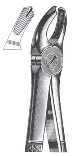 Right Upper Molars